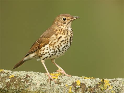 Thrushes In The UK (Complete Guide with Pictures) | Bird Fact