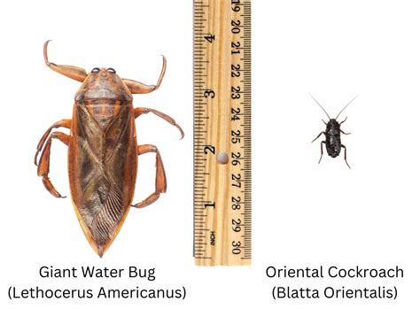 A Water Bug Identification Guide (Explained With Pictures), 44% OFF