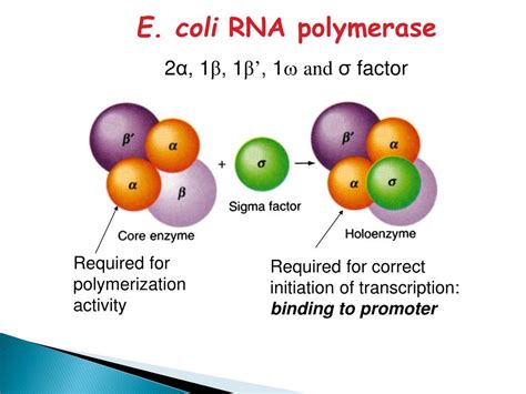 PPT - ECOLI RNA POLYMERASE PowerPoint Presentation, free download - ID ...