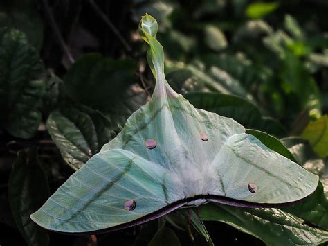 Creature Feature: Luna Moth - Raritan Headwaters