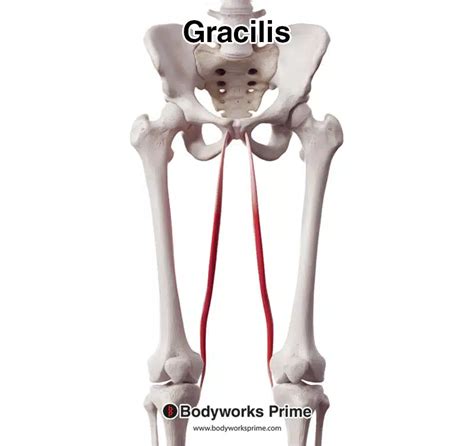 Gracilis Muscle Anatomy - Bodyworks Prime