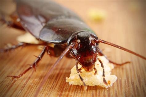 How To Get Rid Of A Roach Infestation In Your Florida Home