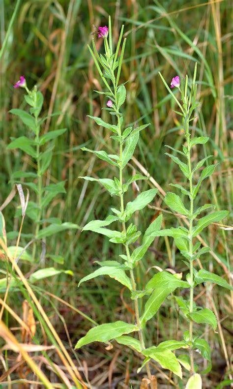 Epilobium (Willowherbs) | North Carolina Extension Gardener Plant Toolbox