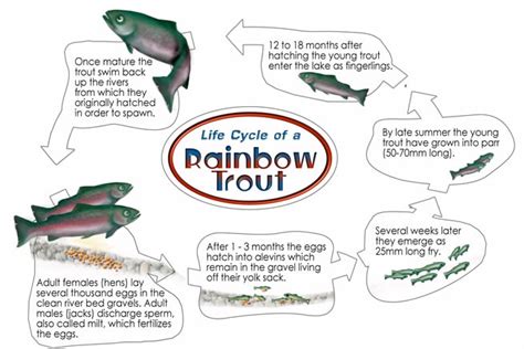 Life Cycle - Rainbow Trout At Cranston