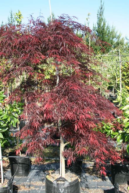 Acer palmatum dissectum Crimson Queen - Fronds New Zealand, suppliers ...