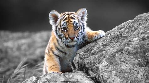 Tiger HD Wallpapers - Wallpaper Cave