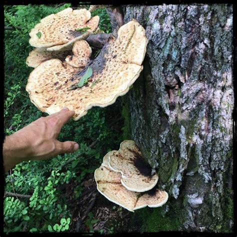 Foraging the Pheasants Back Mushroom