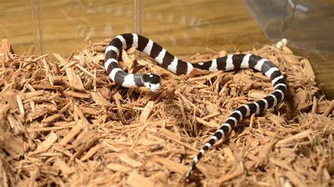 The Herp Lair, Black and White Striped California King Snake ...