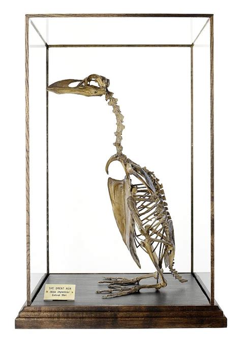 A cast/replica Great Auk (Alca impennis) the case 43cm.; 17ins by 35cm ...