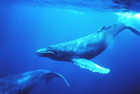 Humpback Whales No Longer Endangered | US Harbors