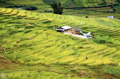 Paddy field | Field, Vietnam war, Vietnam