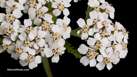 Yarrow herb is stronger than DEET at repelling mosquitos and ticks, and ...