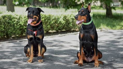 Rottweiler vs. Doberman: Which breed is the right fit for you?