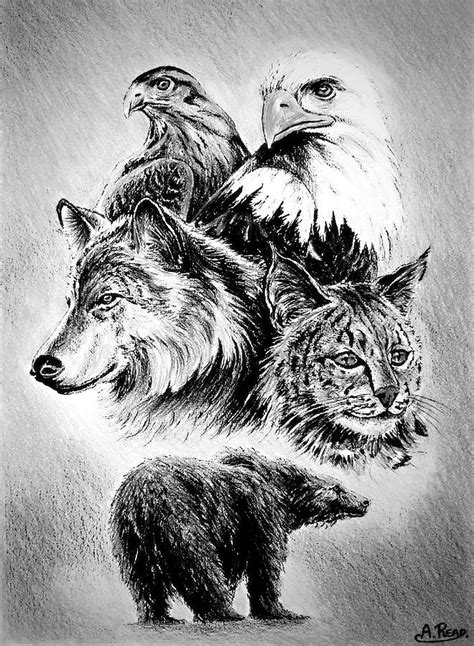 Pencil Drawings Of Wildlife