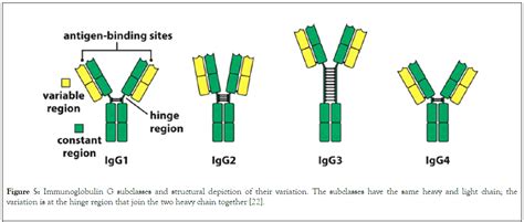 The Best IgG Subclass for the Development of Therapeutic Monoclon