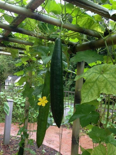 Luffa or Loofah: How to Grow and Use this Amazing Plant