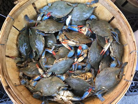 Maryland Steamed Blue Crabs - Harbour House Crabs