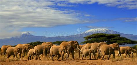 Kilimanjaro Elephants stock illustration. Image of elephant - 6839990