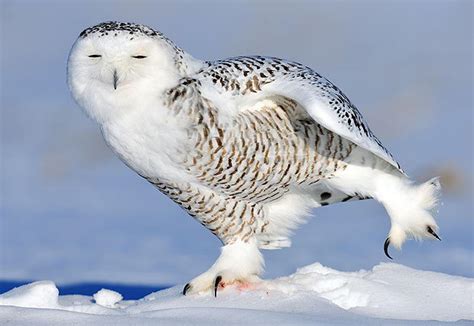 Snowy Owl Facts For Kids | Amazing Snowy Owl Behavior, Diet, Habitat ...