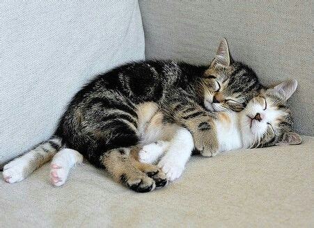 Adorable cuddling | Cats, Kitten pictures, Cute animals