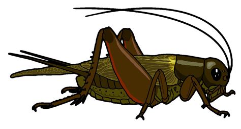 Bug Cricket - ClipArt Best