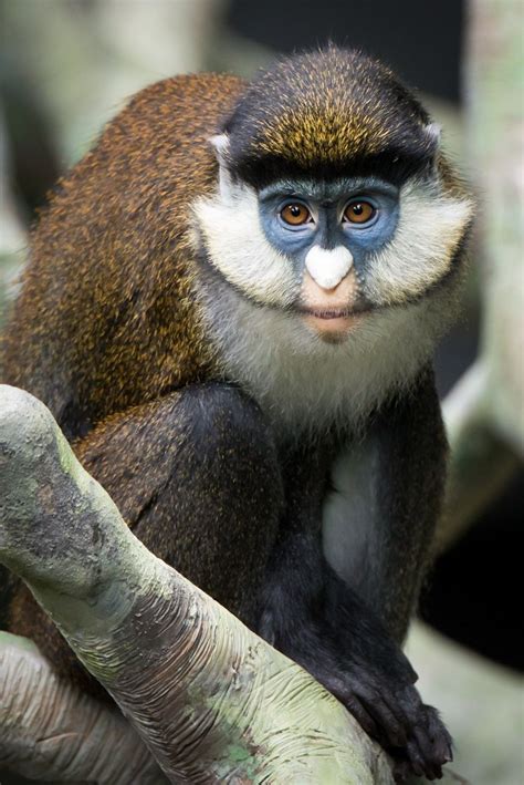 Spot-Nosed Guenon Monkey | Habitat | Information - Primates Park