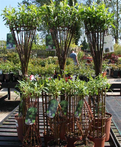 Living Willow Plants Now In Stock at Coleman’s Garden Centre – Colemans ...