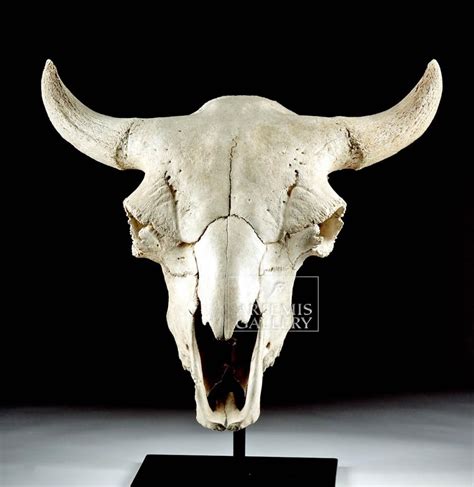 Sold at Auction: Fossilized American Bison Skull | Bear skull, Bison ...