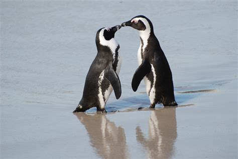 File:A pair of African penguins, Boulders Beach, South Africa.jpg ...