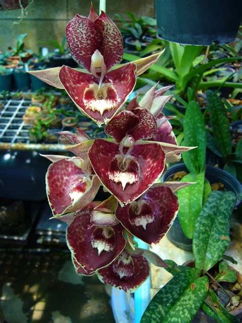 Catasetum hybrid