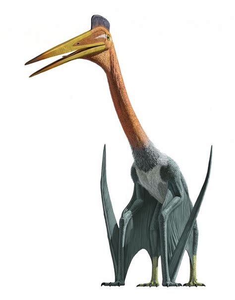 quetzalcoatlus | Animals | Prehistoric animals, Prehistoric creatures ...