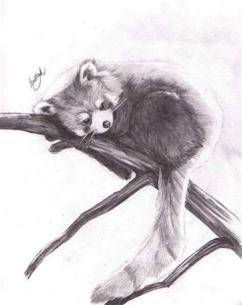 red panda pencil - Google-Suche | Panda drawing, Panda art, Red panda