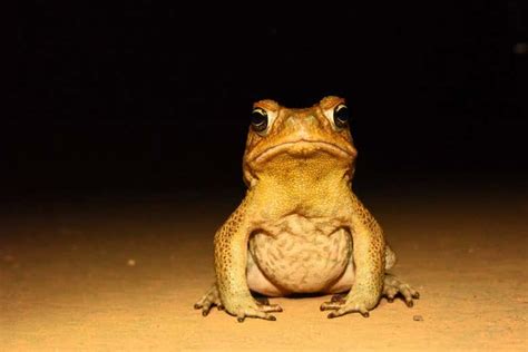 City life is giving male Australian cane toads longer legs | New Scientist