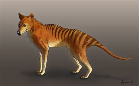 Tasmanian Tiger | Dinosaurs - Pictures and Facts