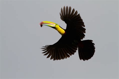 Keel-billed toucan | Flickr - Photo Sharing!