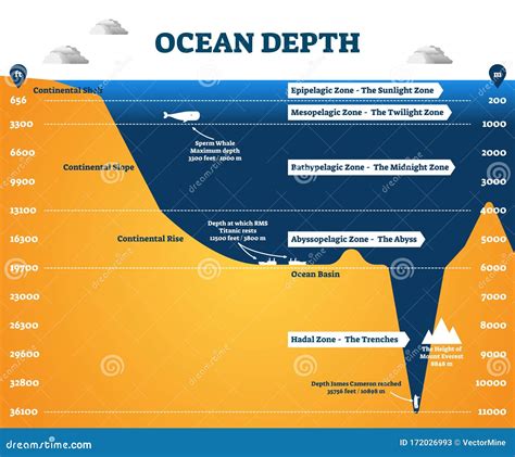 Ocean Depth Zones Infographic, Vector Illustration Labeled Diagram ...