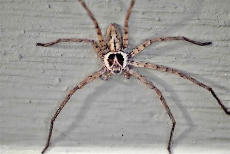 Huntsman Spider