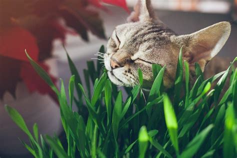 5 Types of Cat Grass You can Grow » Petsoid