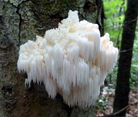 Lion's Mane Mushroom Growing Log Habitat Kit