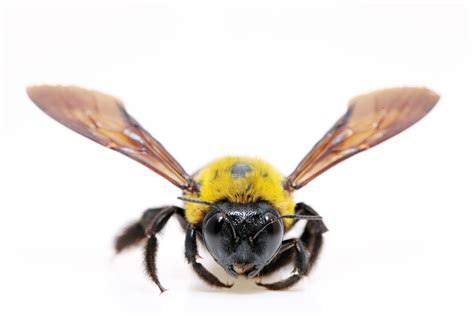 How serious is a carpenter bee sting - Wasp Control Services