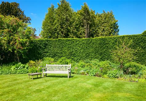 14 Types of Hedges For Garden Boundaries | Horticulture.co.uk