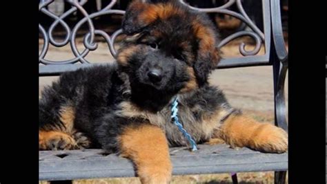 Mittelwest Pure German Shepherd Breeders