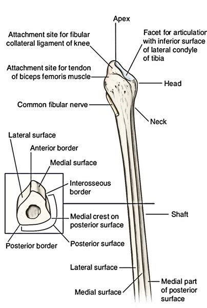 Fibula - Parts, Anatomical Position, Features and Attachments ...