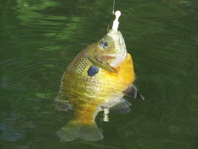 Summer Bluegill Sunfish Fishing Techniques – Freshwater Fishing News