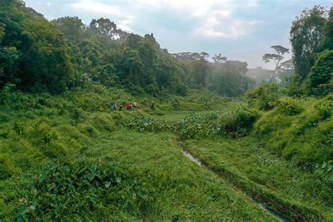 Hiking Clementi Forest – A Secret Route Off the Green Corridor - TinySG