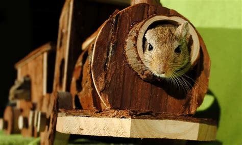 16 Best Gerbil Habitat Accessories to Make Your Gerbil's Cage Perfect ...