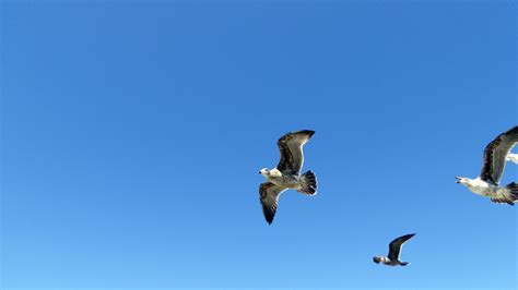 Flying Seagulls Free Stock Photo - Public Domain Pictures