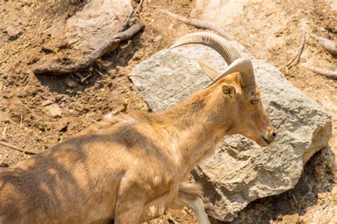 Mountain Goat In Natural Habitat Stock Photo - Image of view, outdoors ...