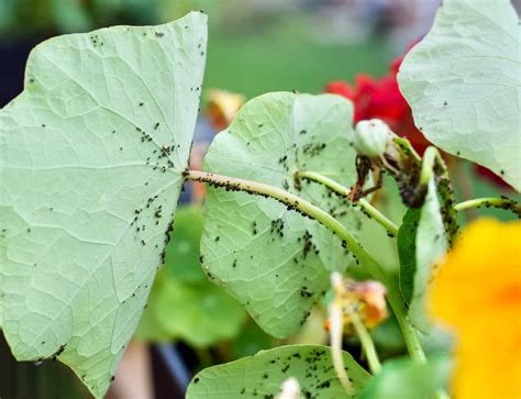 How To Get Rid of Aphids on Tomato Plants - Tomato Bible