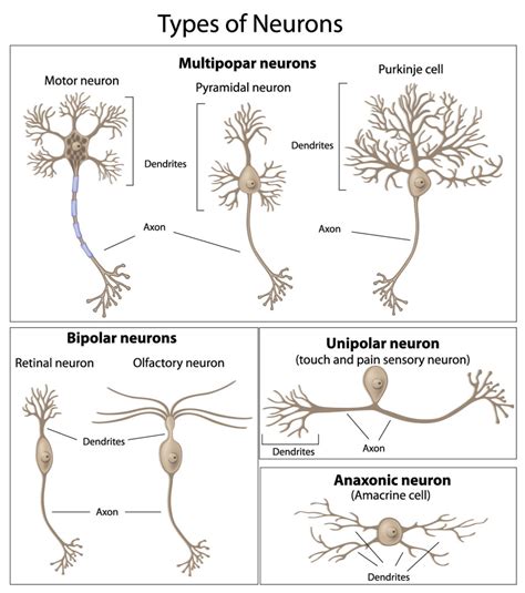 The Neuron - External Structure and Classification - Interactive ...